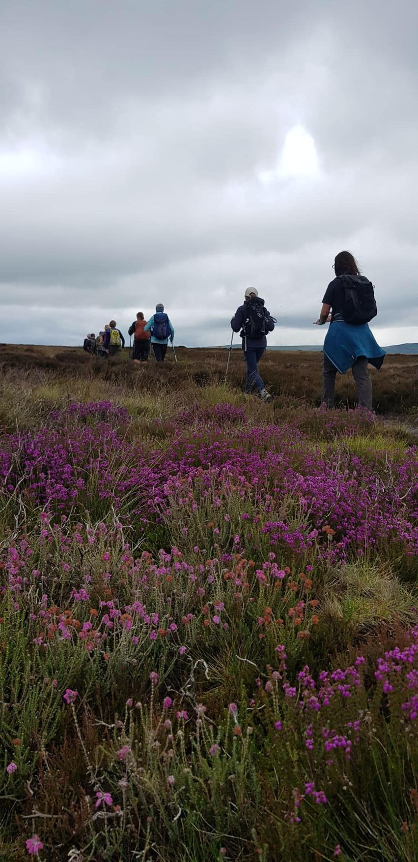 Moorland walk through heather
